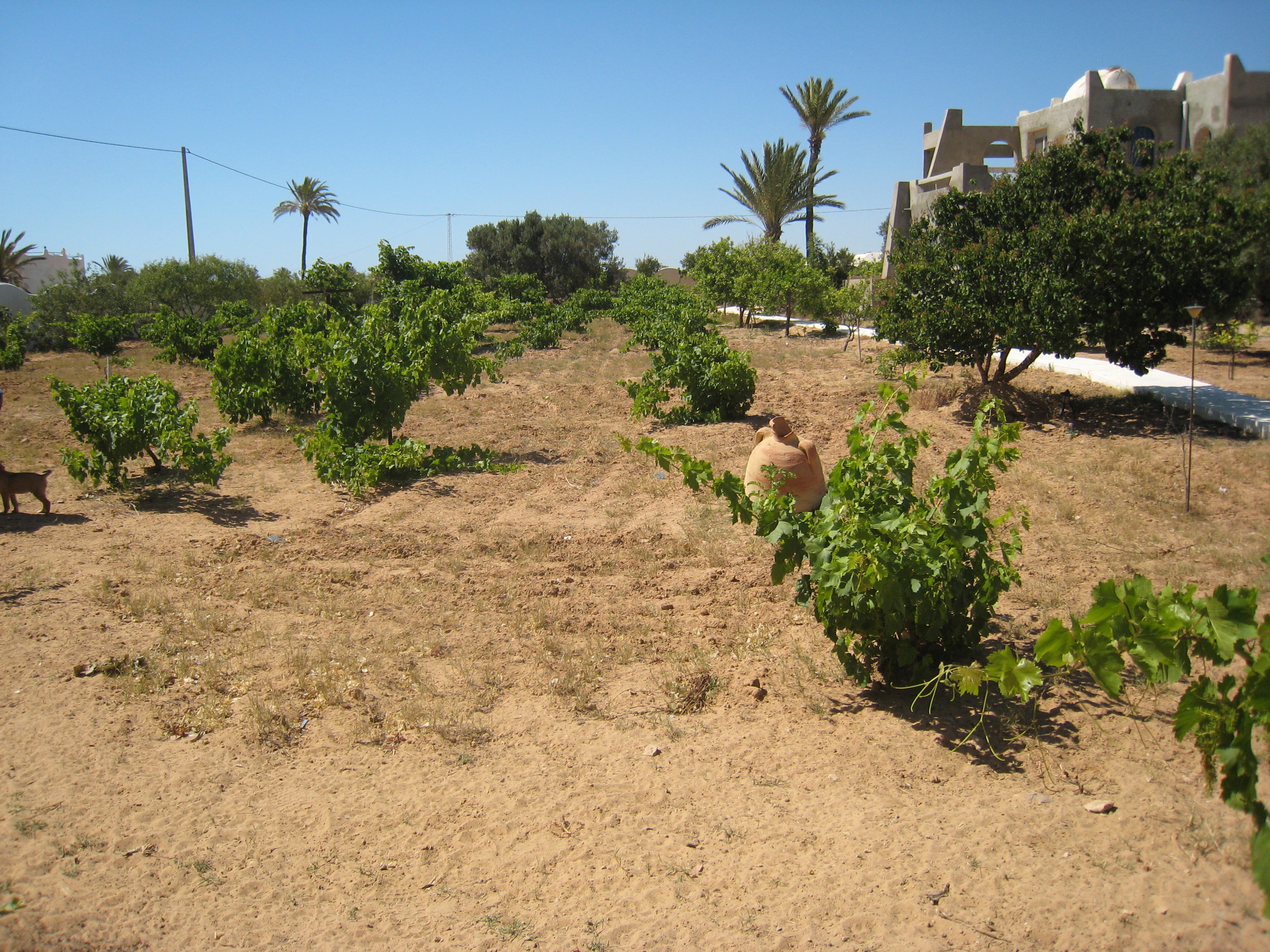 ranch_tanit_djerba 611