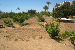 ranch_tanit_djerba 611