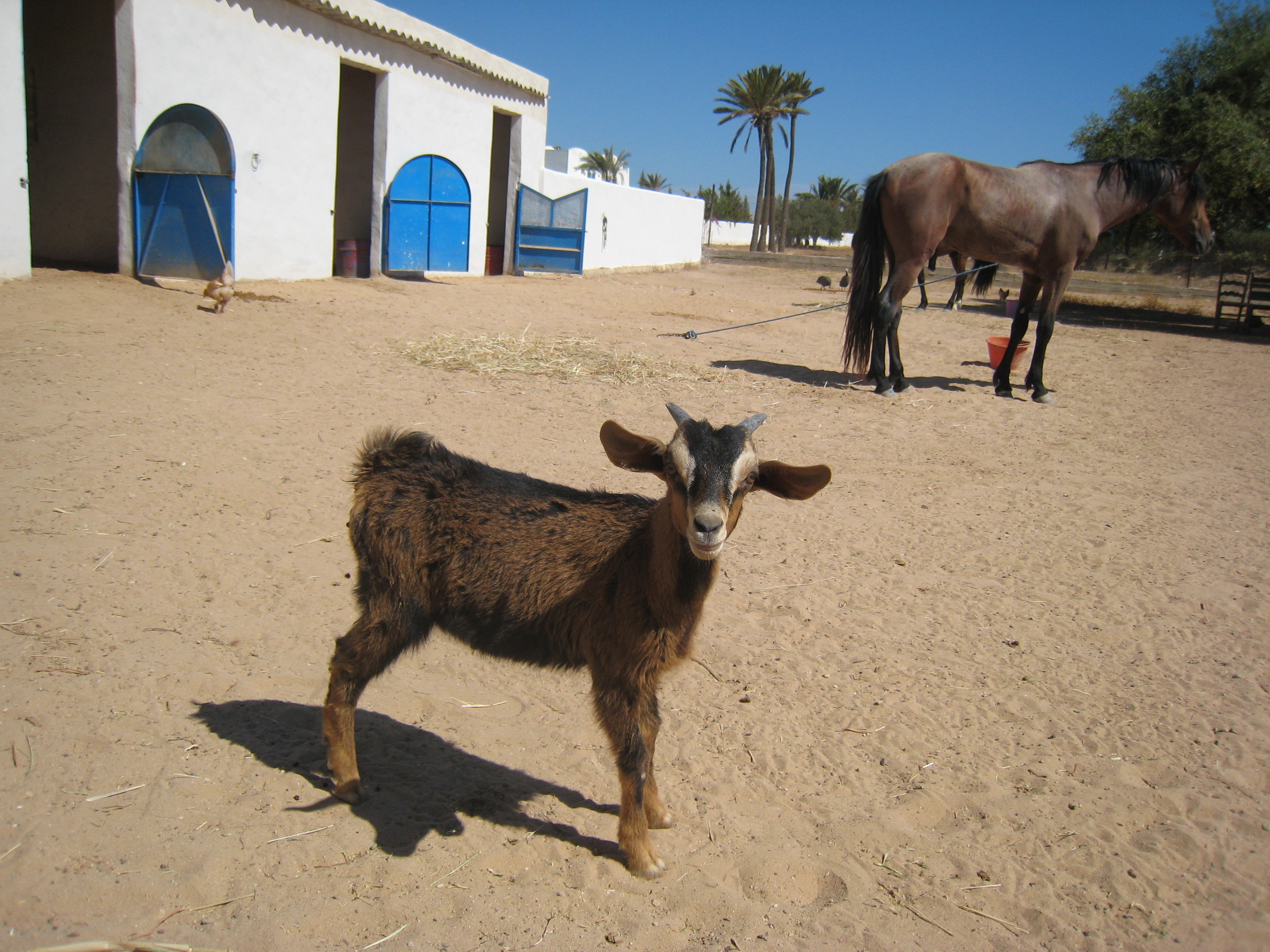 ranch_tanit_djerba 590