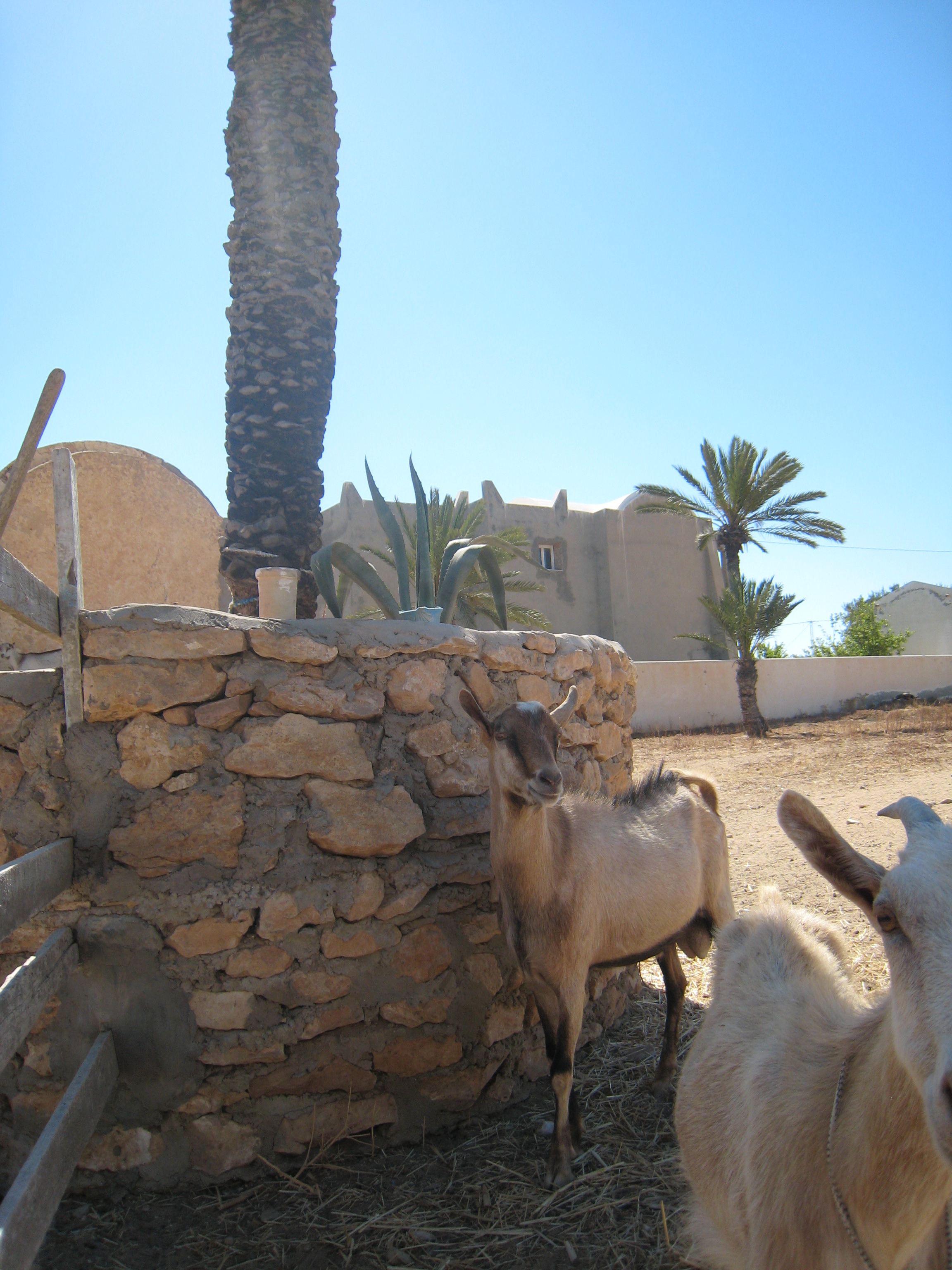 ranch_tanit_djerba 592