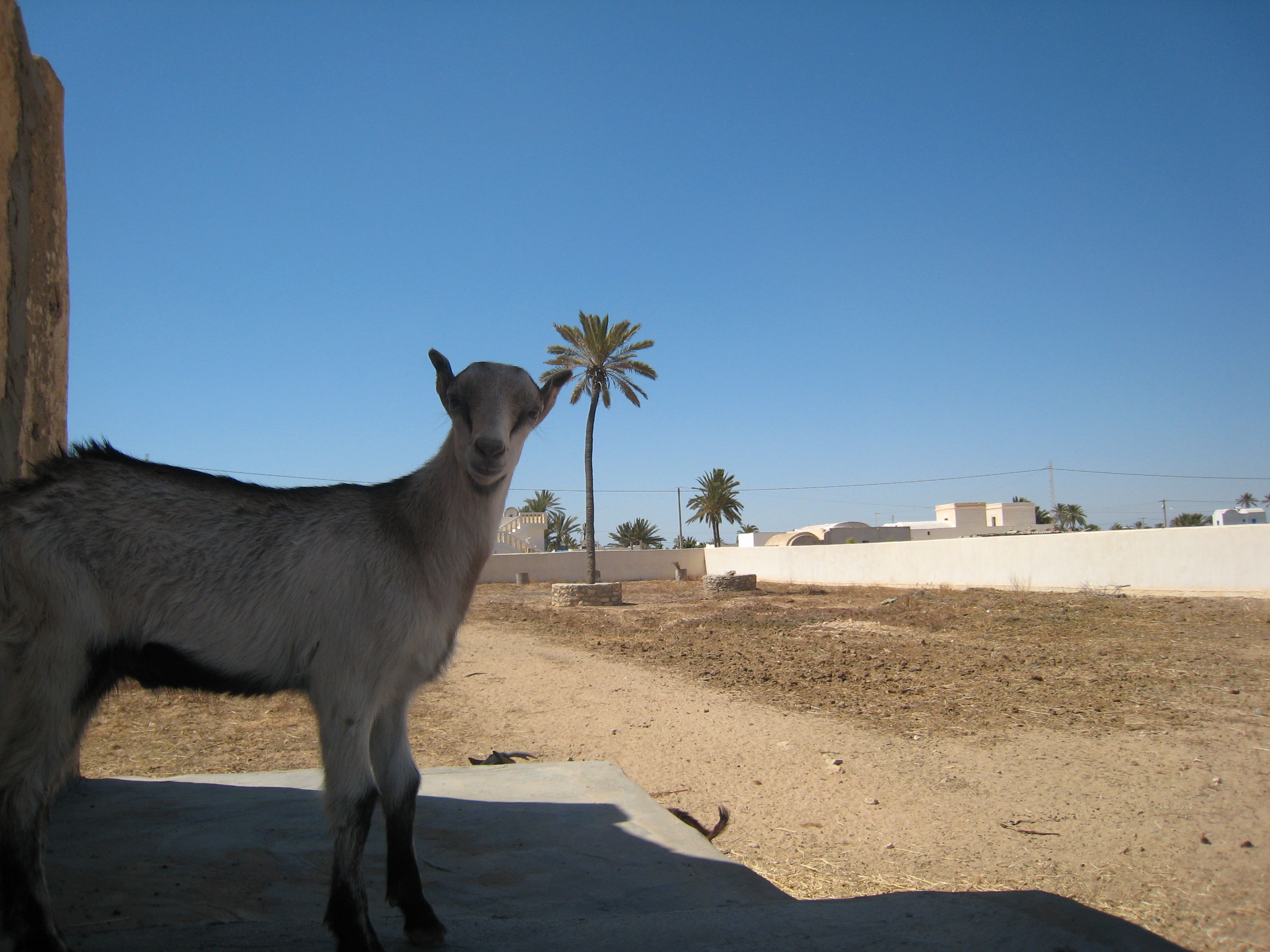 ranch_tanit_djerba 594