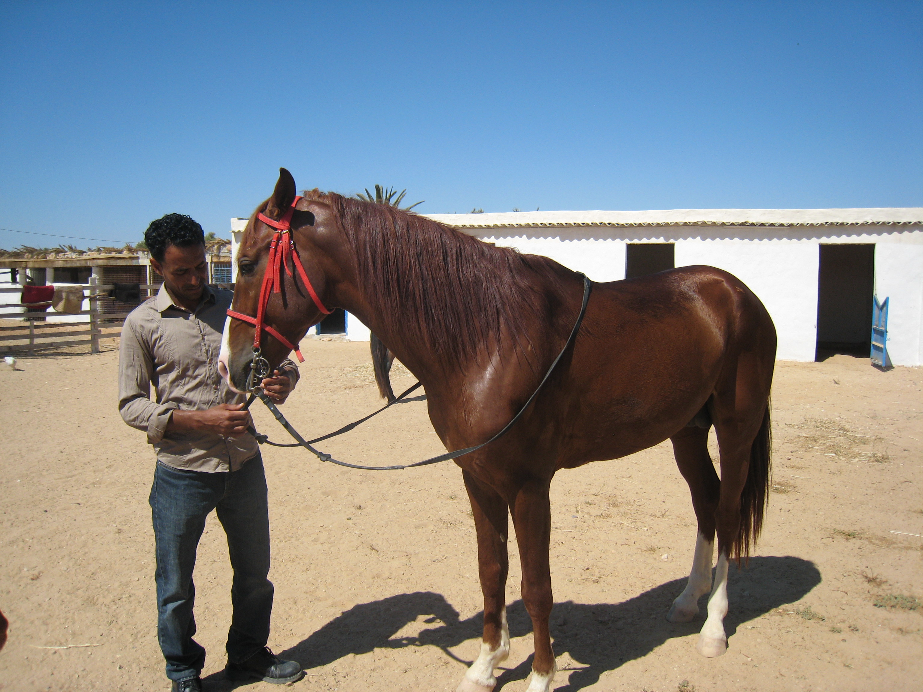 ranch_tanit_djerba 603