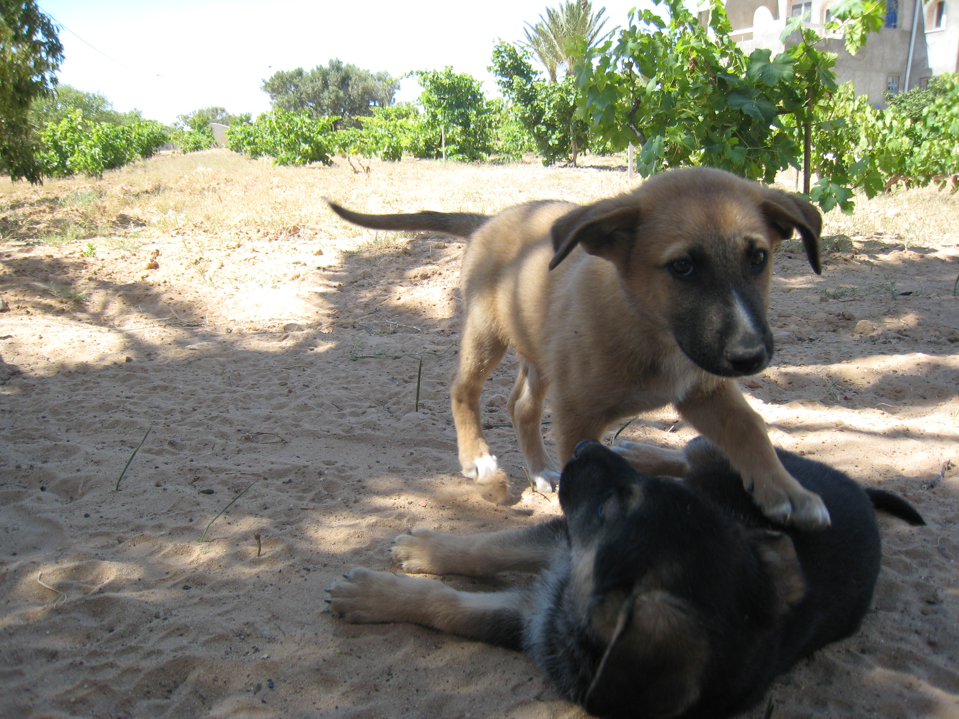 ranch_tanit_djerba 622