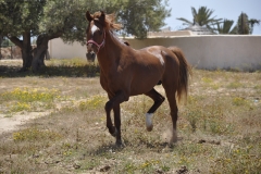 Ranch Tanit Djerba 11