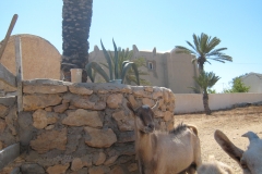 ranch_tanit_djerba 592