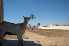 ranch_tanit_djerba 594