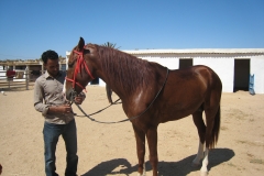 ranch_tanit_djerba 603